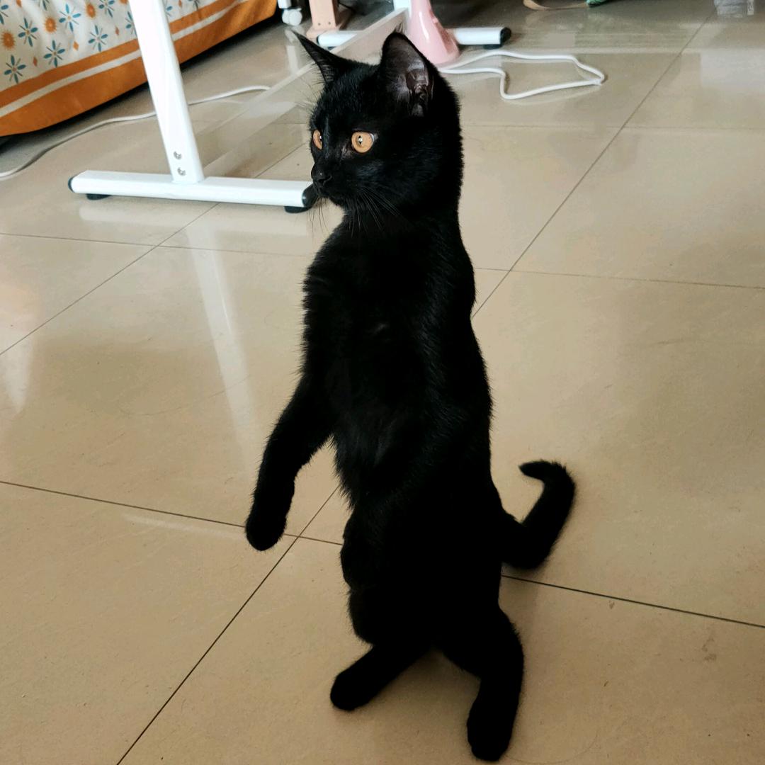 万物引