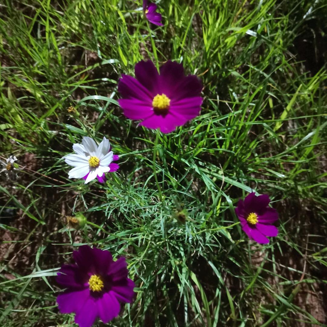 💗᭄ᝰᩚ随心ꦿ໌
