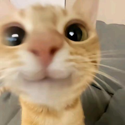 白菜椰椰