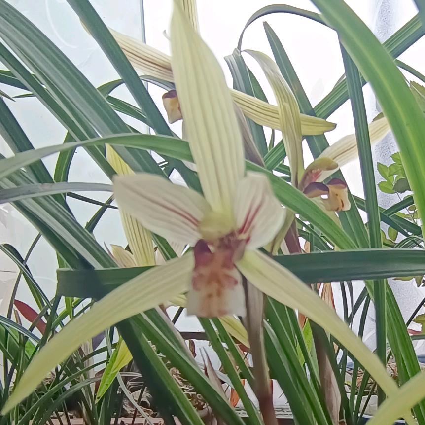 花落花🌸开