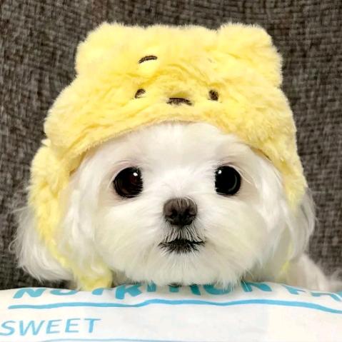 我是一条小青龙