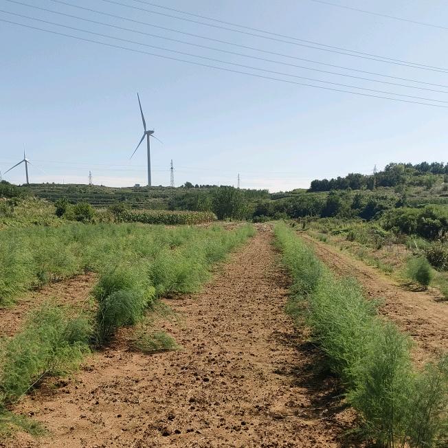 源鸣愿芦笋金蝉
