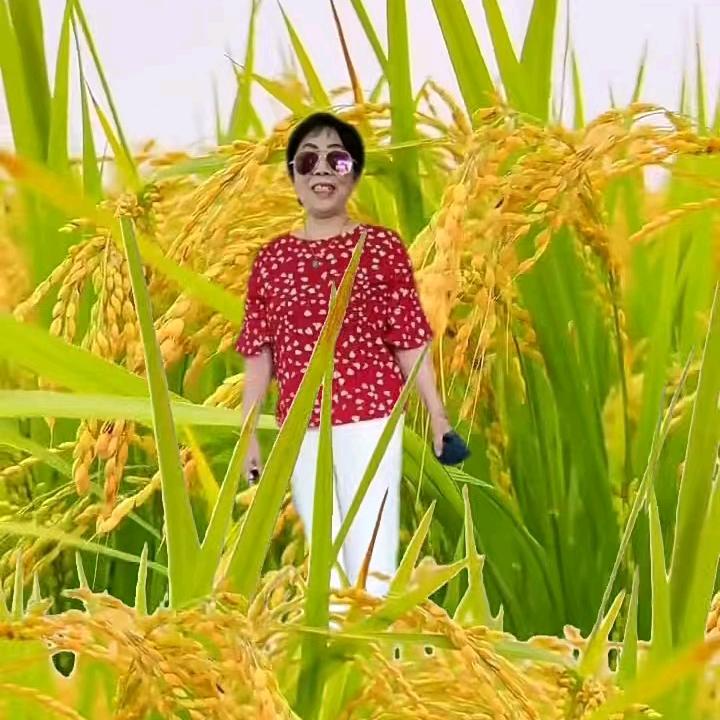 用户玉树.