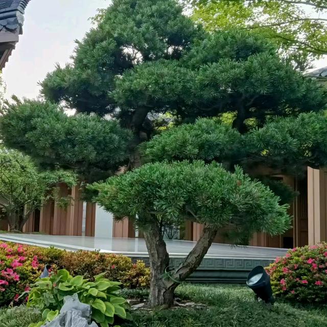 华叔