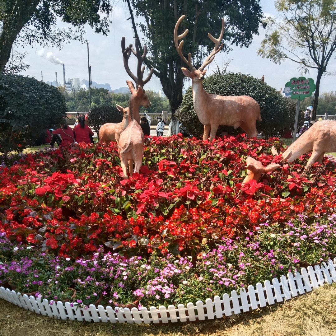 丁香花🌷