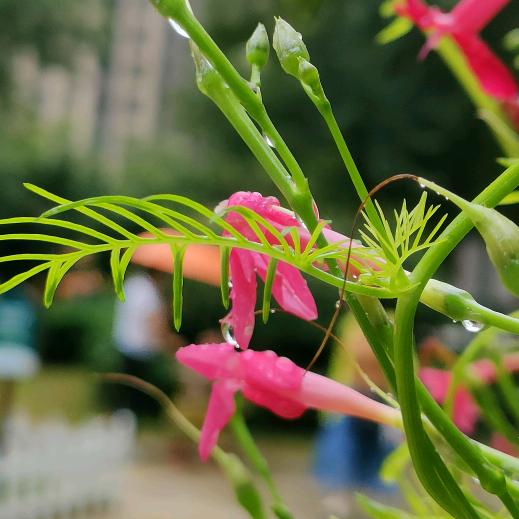 回归——陌上花开