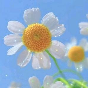 栀昂張