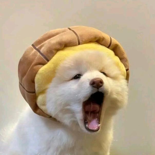 可.
