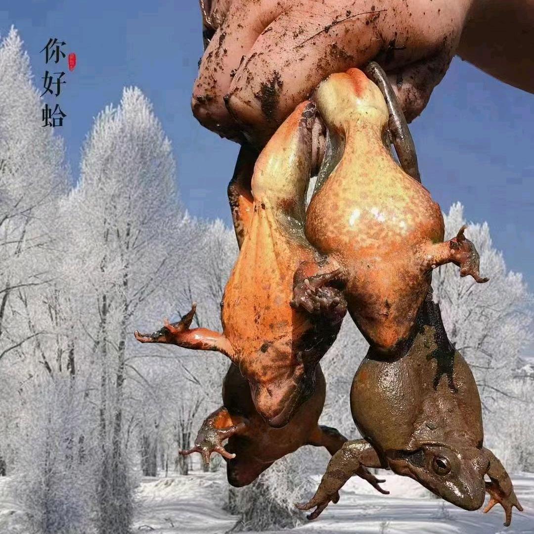 盛秋林蛙冷水鱼批发