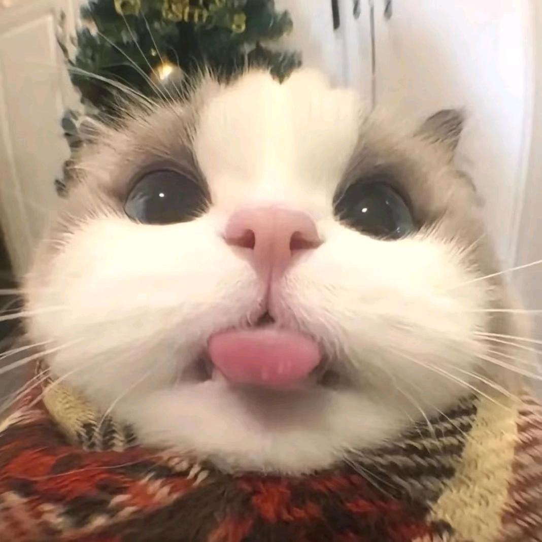 哈哈哈…
