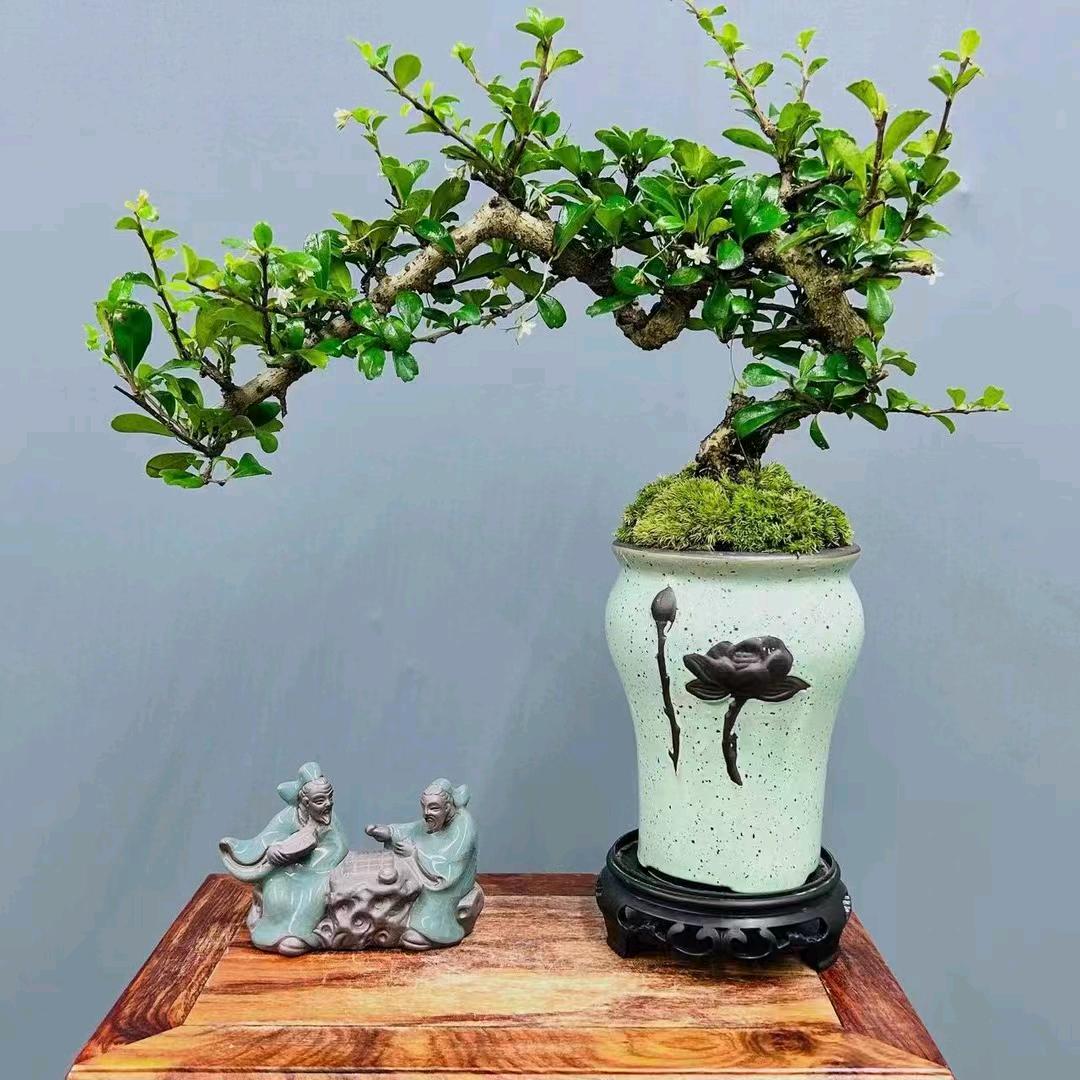 安徽蚌埠艺园花卉