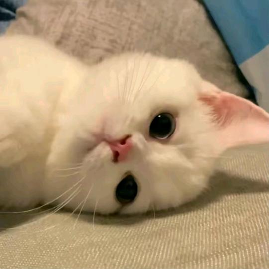 小猫爱睡觉