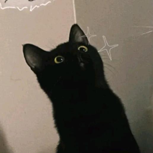 ໌້ᮨ柚子