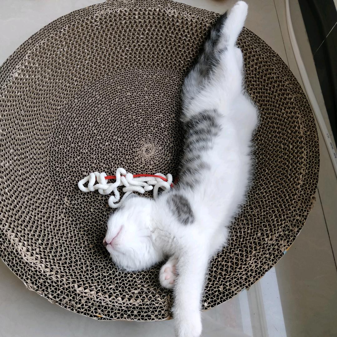 猫的胡子