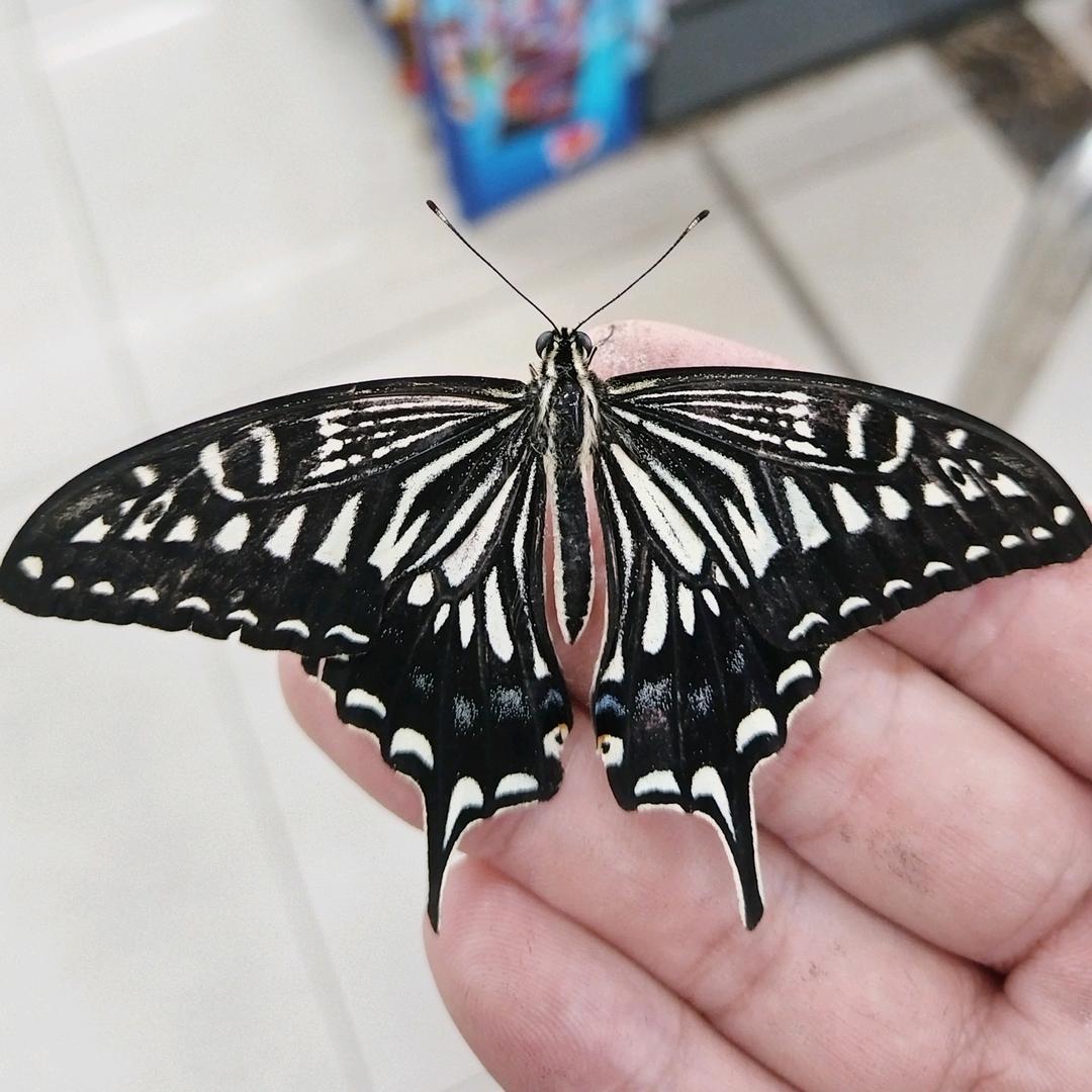 热鸠摩智