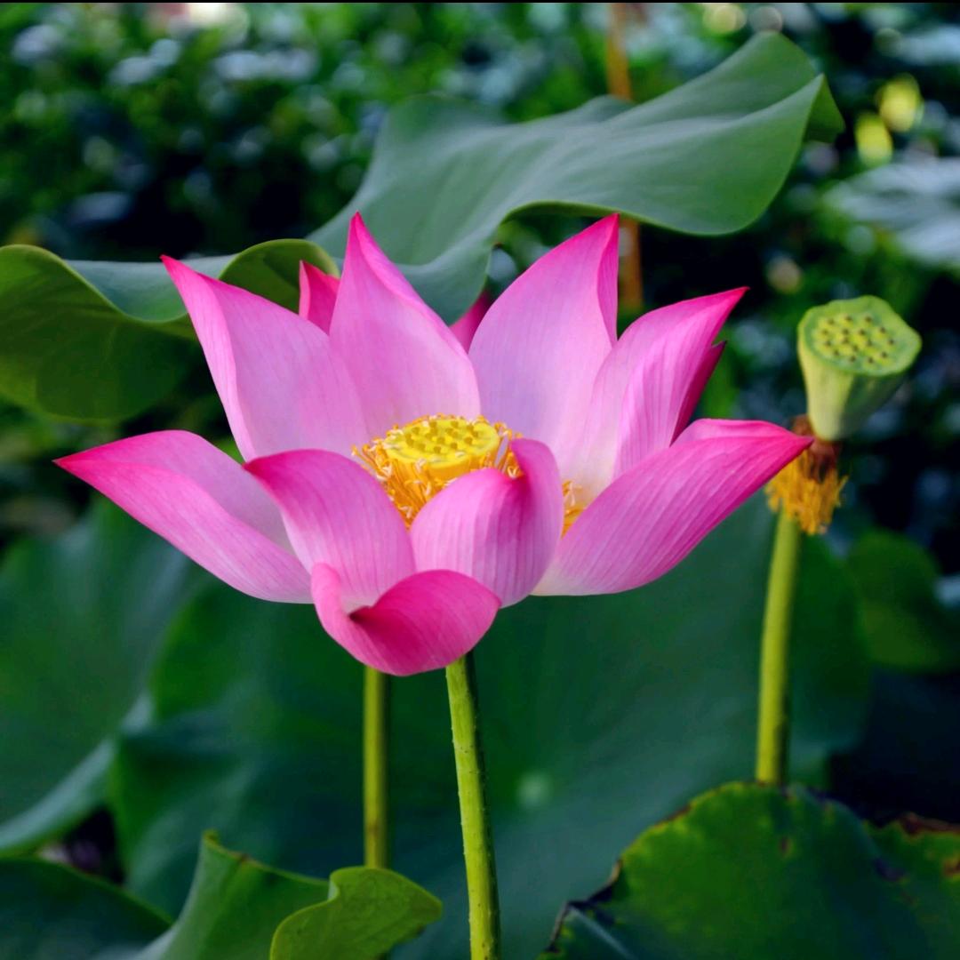 感激伤害过你的人🌹