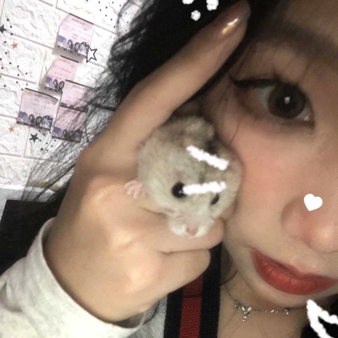 焦糖布丁