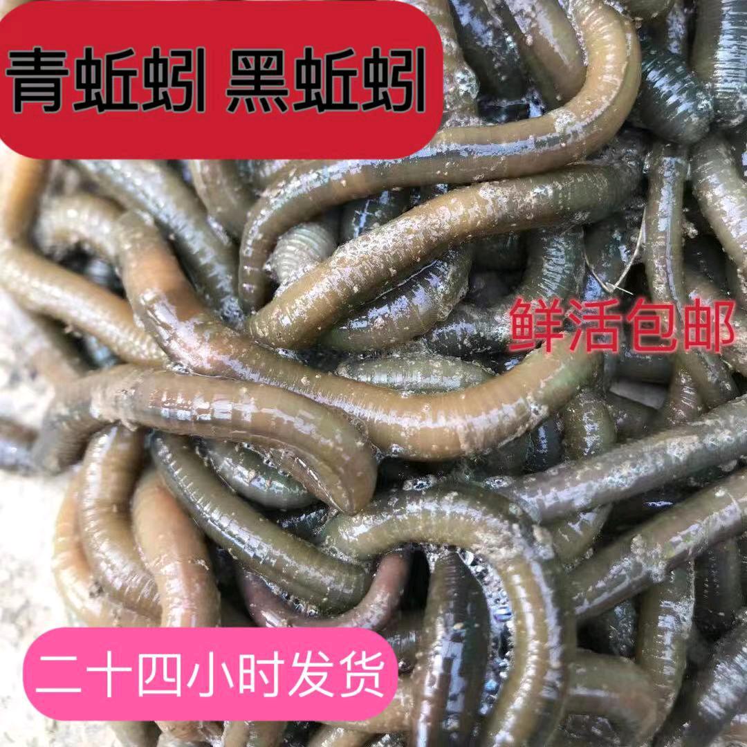 锦康青蚯蚓专业批发
