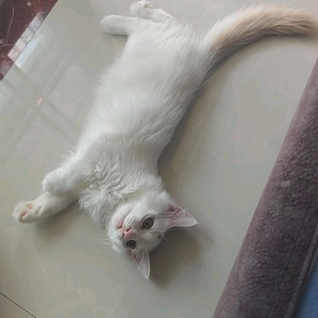 小咪
