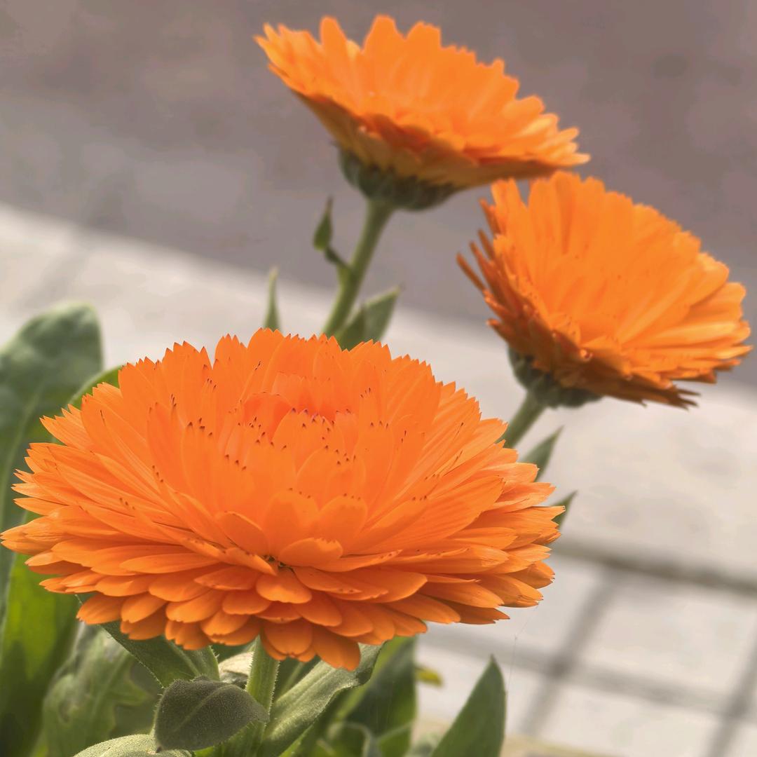 ༄ꦻ🐅₁₉⁸李এ᭄ꦿོ