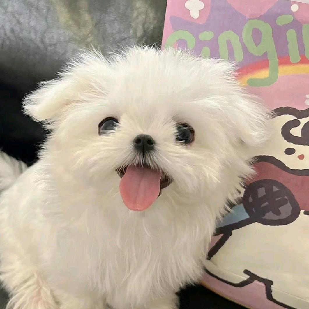 云的兔