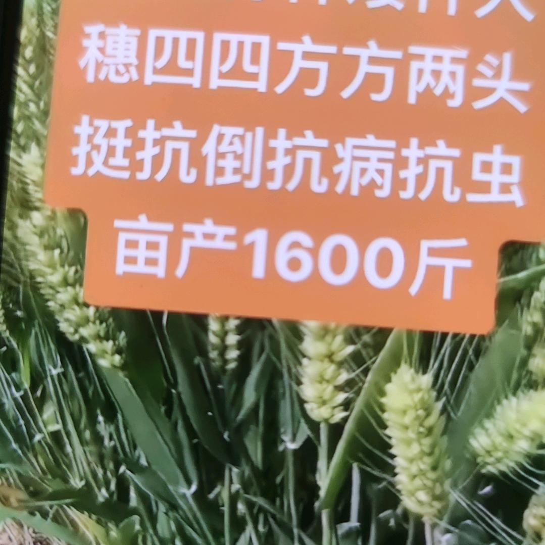 丰农
