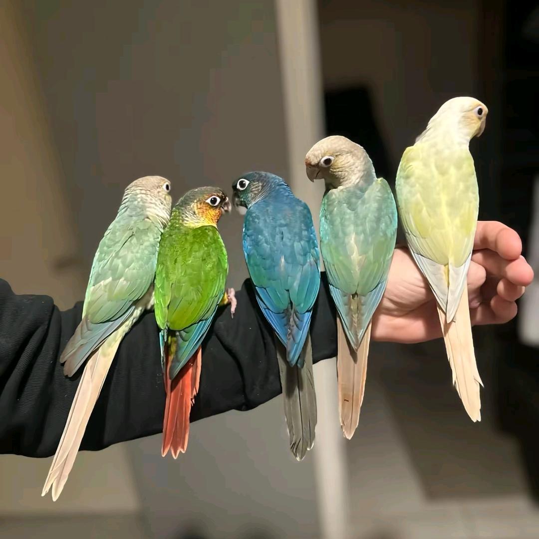 凤鹉农业优品小铺