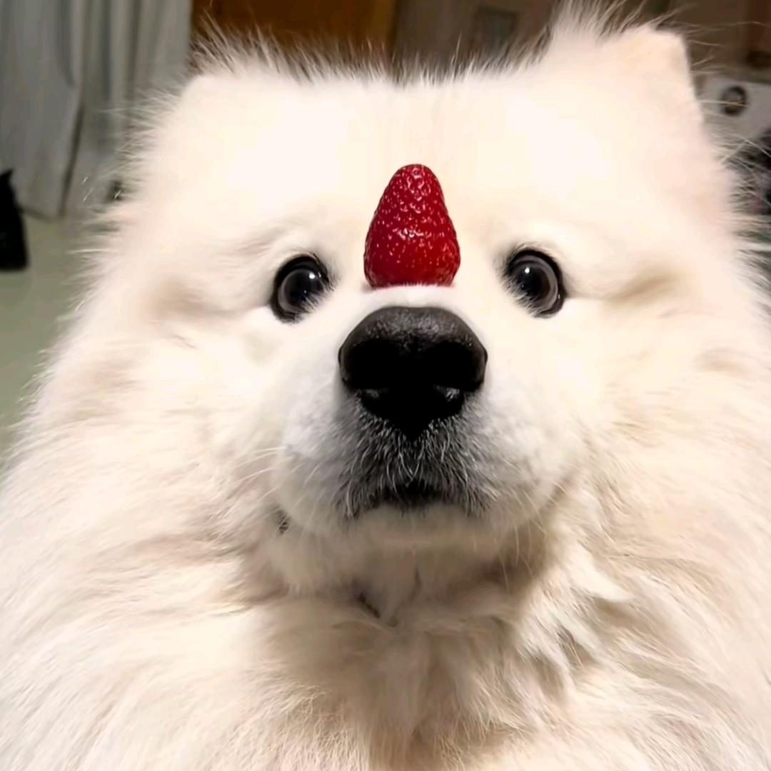 欧咪酱