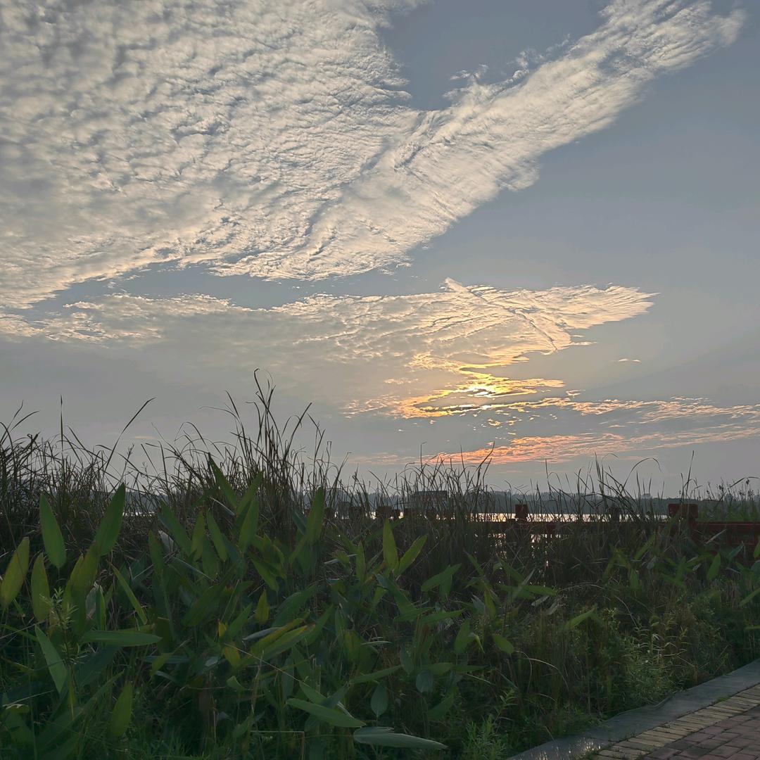 仙人掌