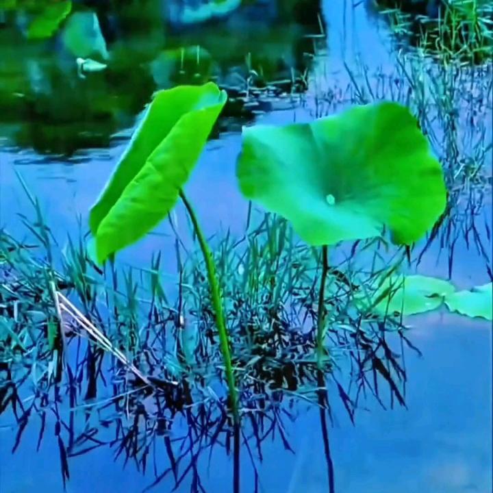 塘荷忆乡