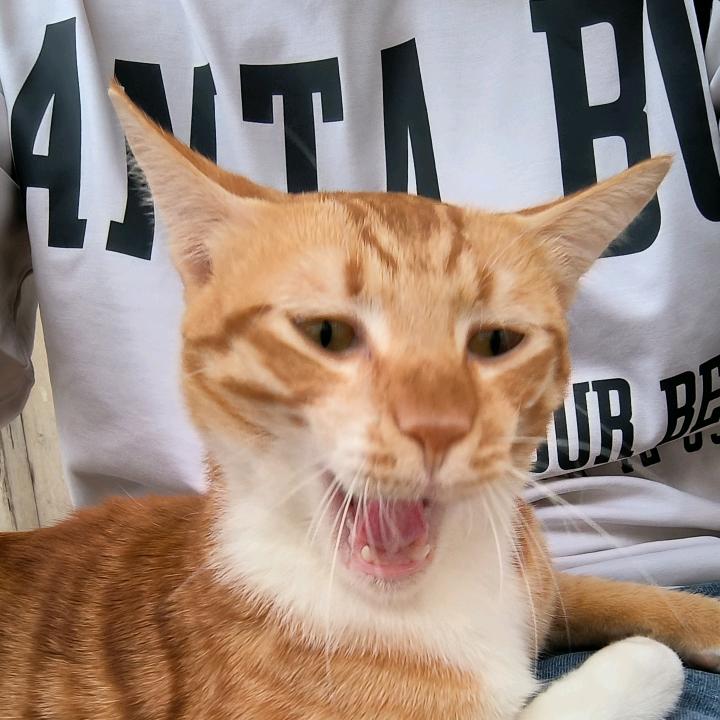 哦豁