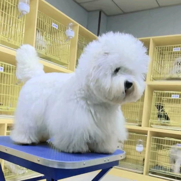 萌宠之家淮南 段哥