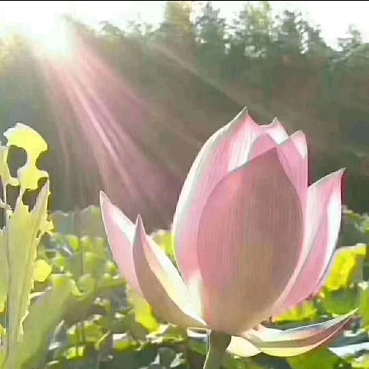 幸运儿