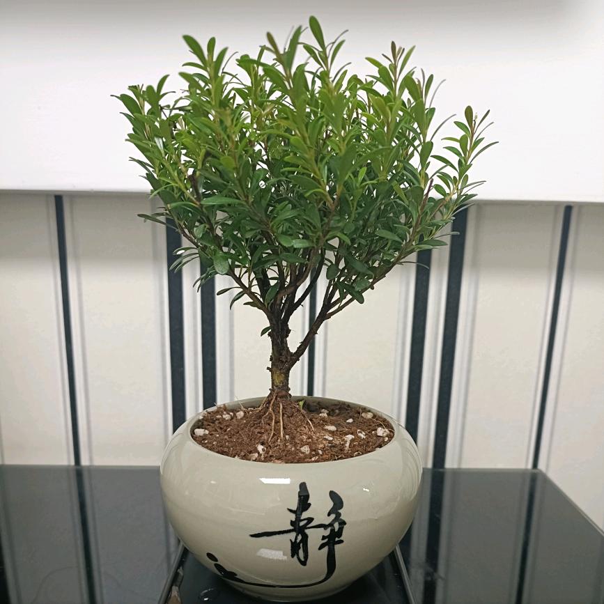 小生阿文