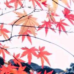 枫叶红
