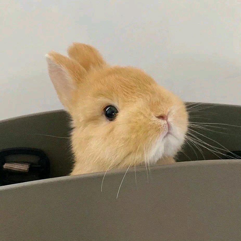愿我所愿