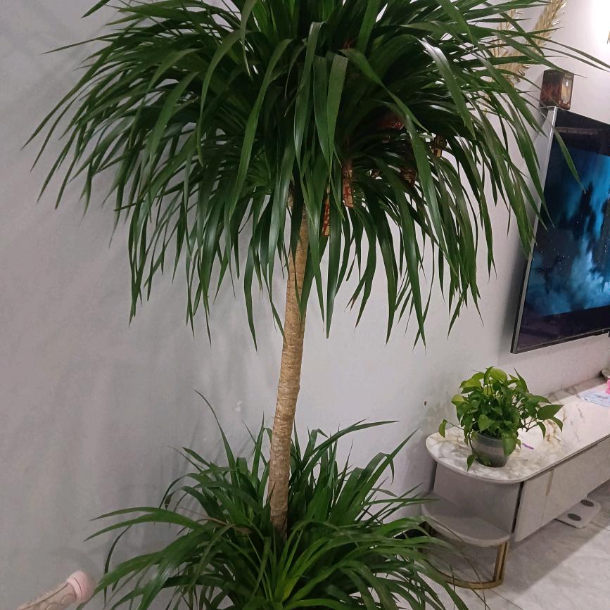 宸宸奶