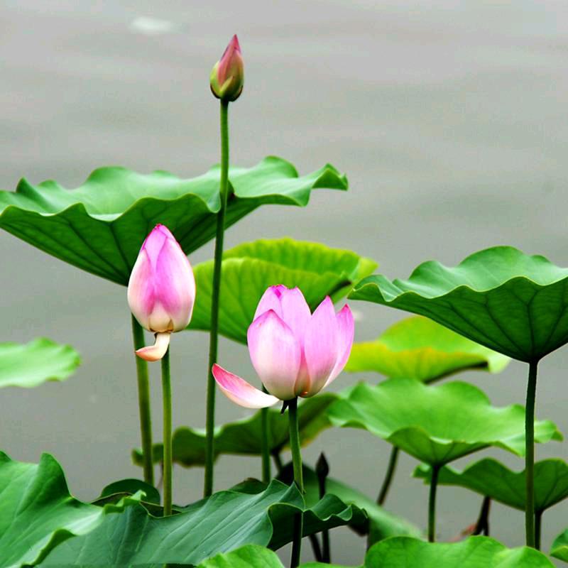 幸运之星