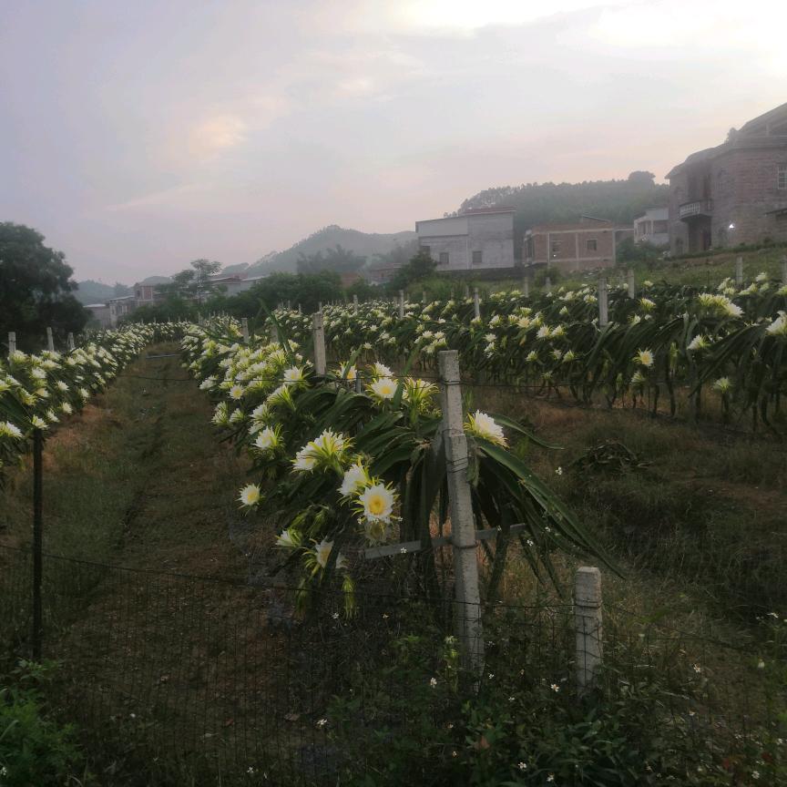 我是广西农家人