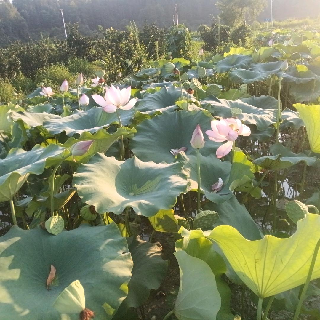 莲子的故乡