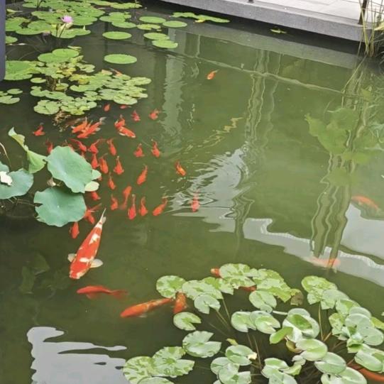 悠然嘉舒