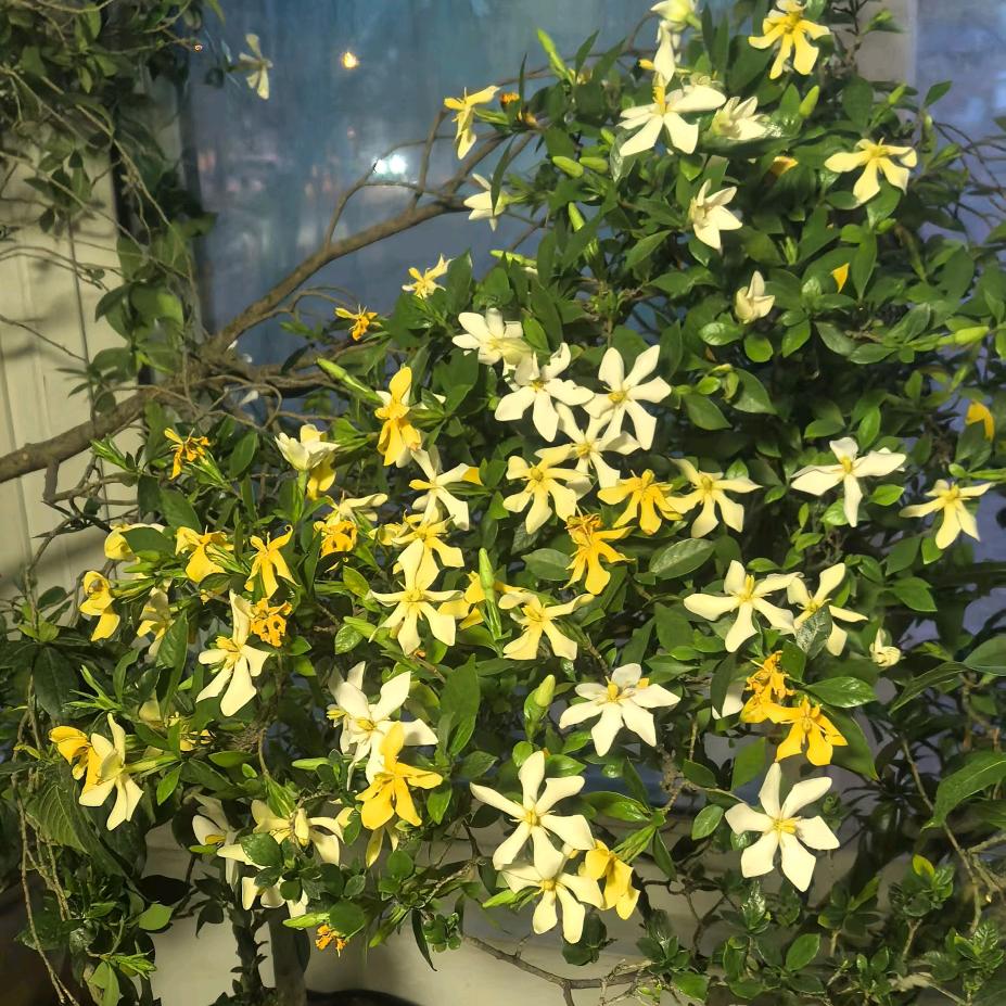 海岛栀子花，海岛春花