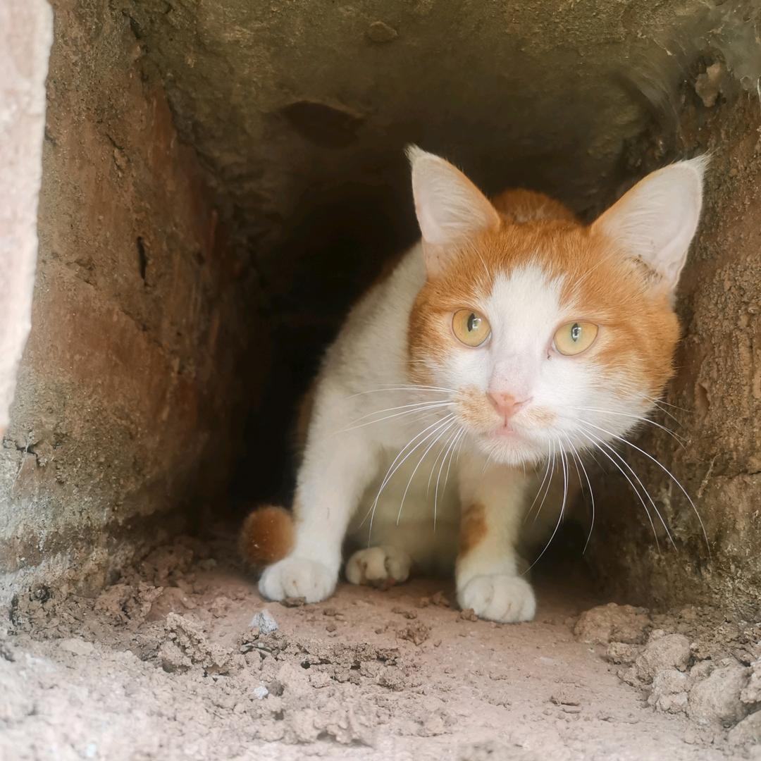 她属猫ง