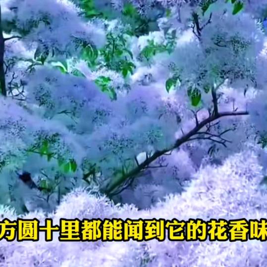 心雨工艺品鹦鹉枝杆有限公司