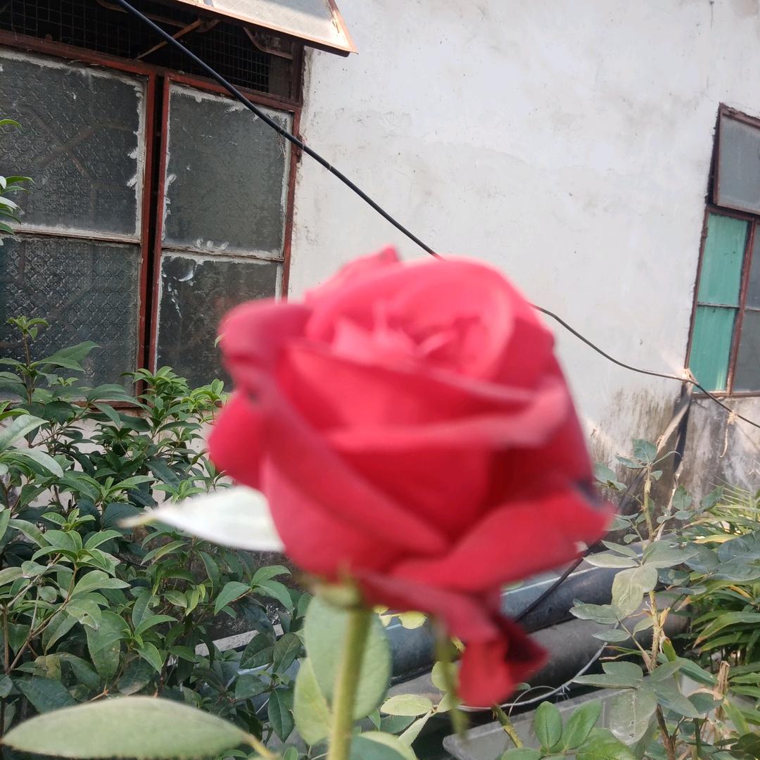 在水一方🌹