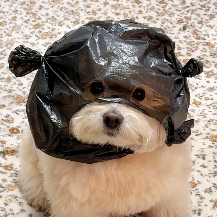 小狗