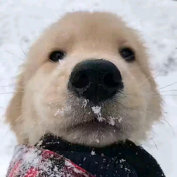 西瓜吹雪