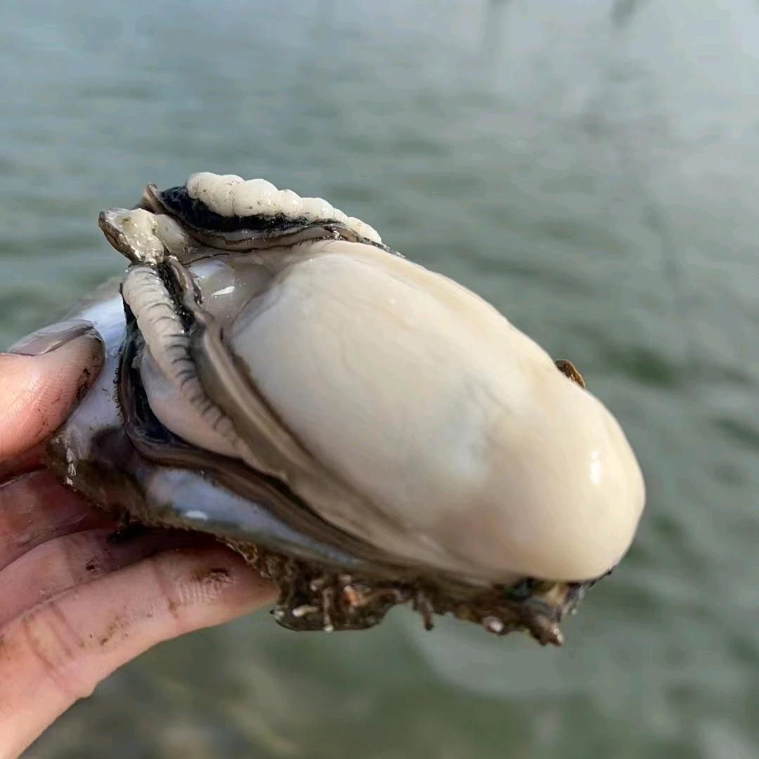 朱记蚝业