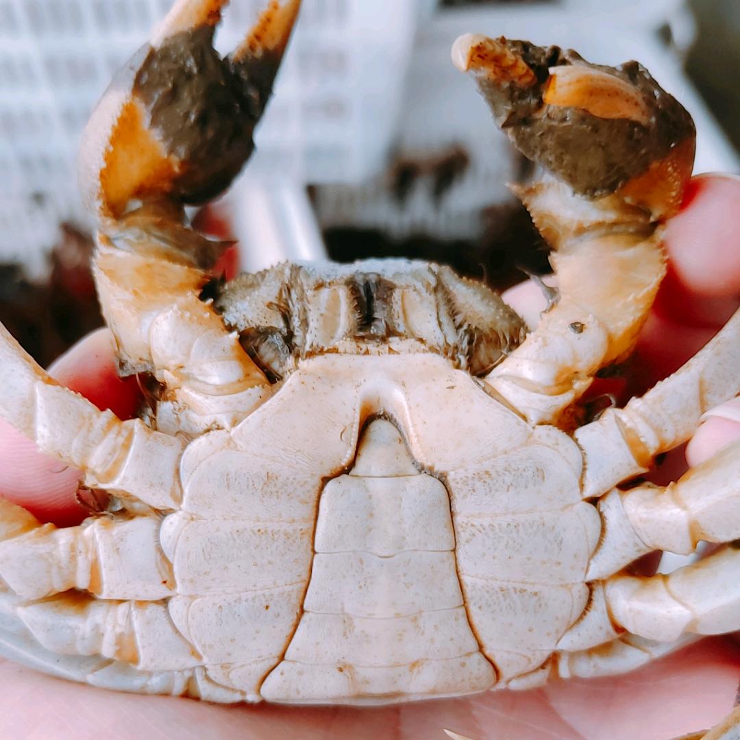 心🈚螃🦀物