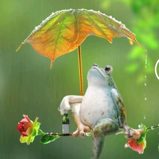 雨中奔跑的狗狗